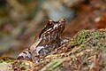 Xenophrys major, Kaeng Krachan National Park