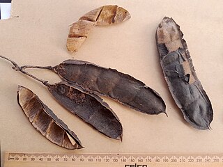 Old seed pods