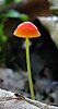 Slender mushroom with long thin yellowish stem and reddish-orange cap