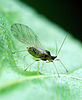 Green peach aphid (Myzus persicae)