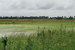Rice fields in Nickerie