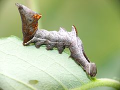 « Chenille tordue » de Notodonta ziczac se nourrissant sur la feuille.