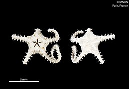 Ophiochondrus stelliger (MNHN).