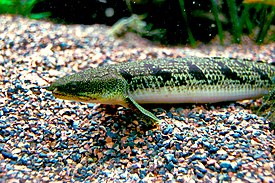 Polypterus delhezi