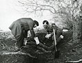 Personnel de l'institut d'histoire du parti lors de travaux d'un soubbotnik communiste, Estonie, années 1970