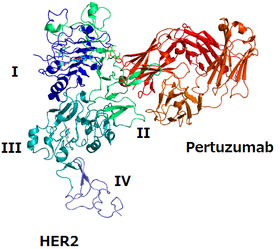 Image illustrative de l’article Pertuzumab