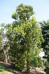 State Tree of Trinidad and Tobago