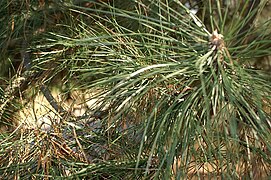 Pin negru (Pinus nigra var. pallasiana)