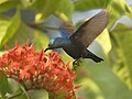 Nettarinia purpurea (Cinnyris asiaticus) in volo stazionario