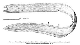 Pythonichthys microphthalmus