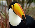 Toco toucan - Omnivore[6] - Lifespan up to 20 years - Lay 2-4 eggs, both parents incubate[6] - Large bill with serrated edge for capturing and peeling fruit[6]