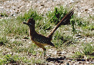 Grand géocoucou, ou Roadrunner.