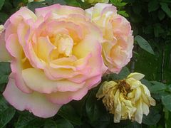 Rose 'Gloria Dei' (Meilland).