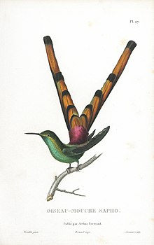 Oiseau-mouche Sapho