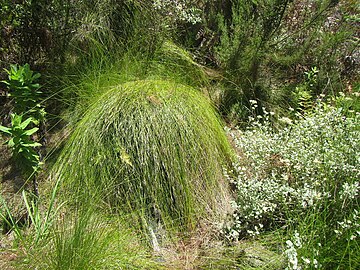 Growth form of S. rigidus