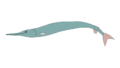 Saurorhynchus