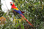 A red parrot with a light-pink face, a white beak, a black jaw, yellow shoulders, and blue wings