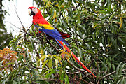 Scarlet macaws are one of the chief attractions in Carara National Park.