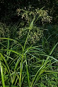 Scirpus sylvaticus