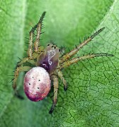 Araniella displicata