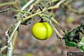 Solanum viarum