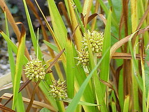 흑삼릉 (Sparganium erectum)