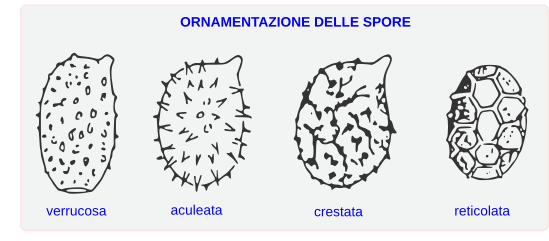Podstawowe rodzaje ornamentacji zarodników: verrucosa – brodawkowa, aculeata – kolczasta, crestata – grzebieniasta, reticolata – siateczkowata