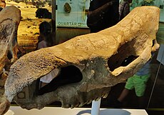 Skull of Stephanorhinus hundsheimensis