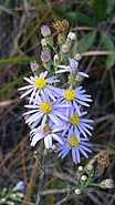 Symphyotrichum adnatum