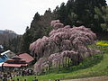 Le Miharu Takizakura (printemps 2007).