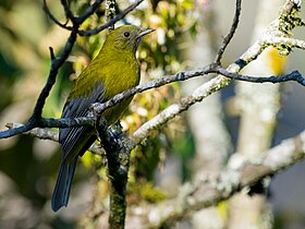 Saudade-de-asa-cinza (Lipaugus conditus) em Nova Friburgo, Rio de Janeiro, Brasil.