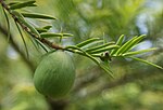 Torreya nucifera