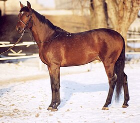 Trakehner bai, au modèle