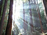 Beams of sunshine pierce through a forest of tall, densely packed trees