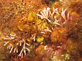 Tricleocarpa fragilis photographiée en Méditerranée près de Banyuls-sur-Mer.