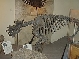 Uintatherium csontváza