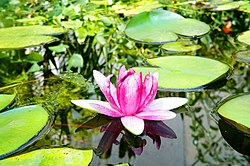 Water lily at the North Carolina State University Arboretum