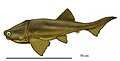 Watsonosteus