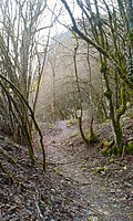 Trail in the wood that leads to Zagori region.