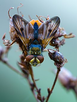 Імаго Ectophasia crassipennis, Київ, Україна