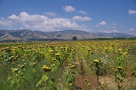 Сончогледи во Пелагонија.