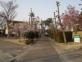 田宮運動公園の桜