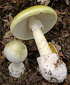 A. phalloides: lamele, picior bulb