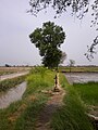 A hand pump in village Bado, near Shikarpur Sindh, Pakistan.