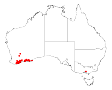 "Acacia maxwellii" occurrence data from Australasian Virtual Herbarium