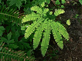 Adiantum aleuticum