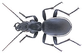 Anthia cinctipennis (en).