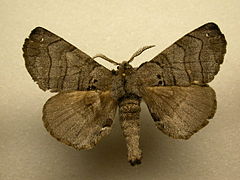 Apatelodes turrialba (Apatelodidae, Apatelodinae)