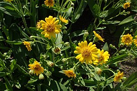 Arnica chamissonis