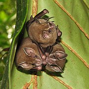 chauves souris frugivores suspendues sous une feuille.